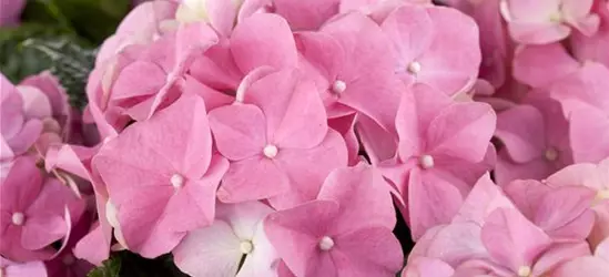 Hydrangea macrophylla, rosa