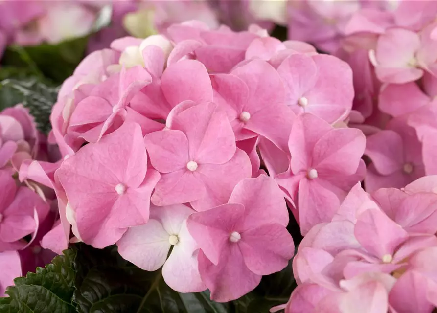 Hydrangea macrophylla, rosa