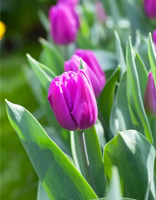 Tulpe 'Purple Flag'