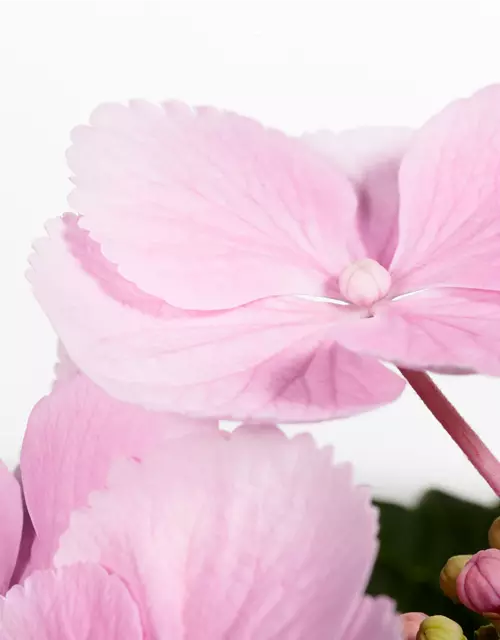 Hydrangea macrophylla, rosa