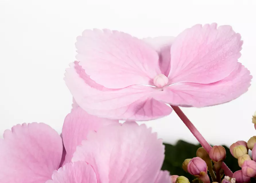 Hydrangea macrophylla, rosa