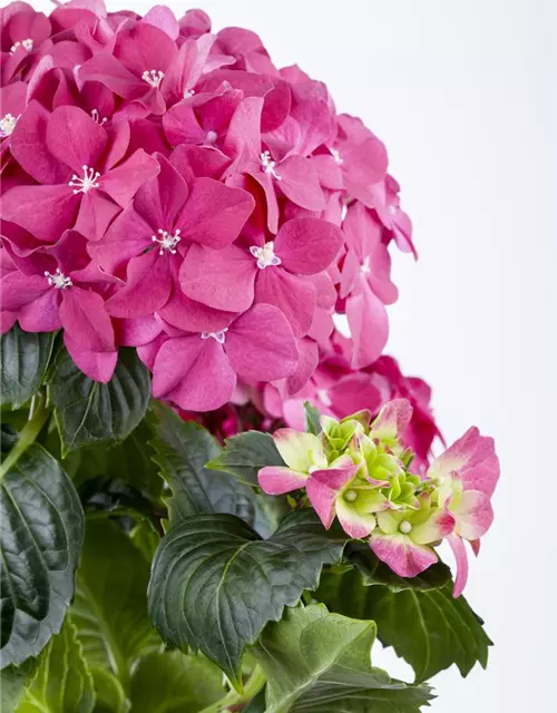 Hydrangea macrophylla, rosa