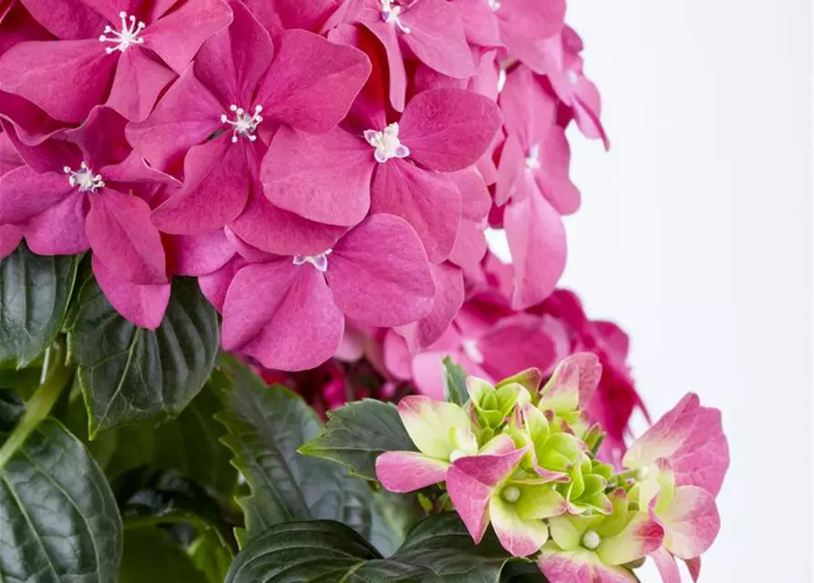 Hydrangea macrophylla, rosa