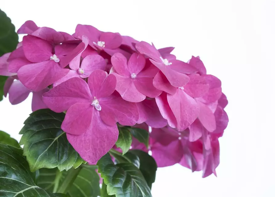 Hydrangea macrophylla, rosa