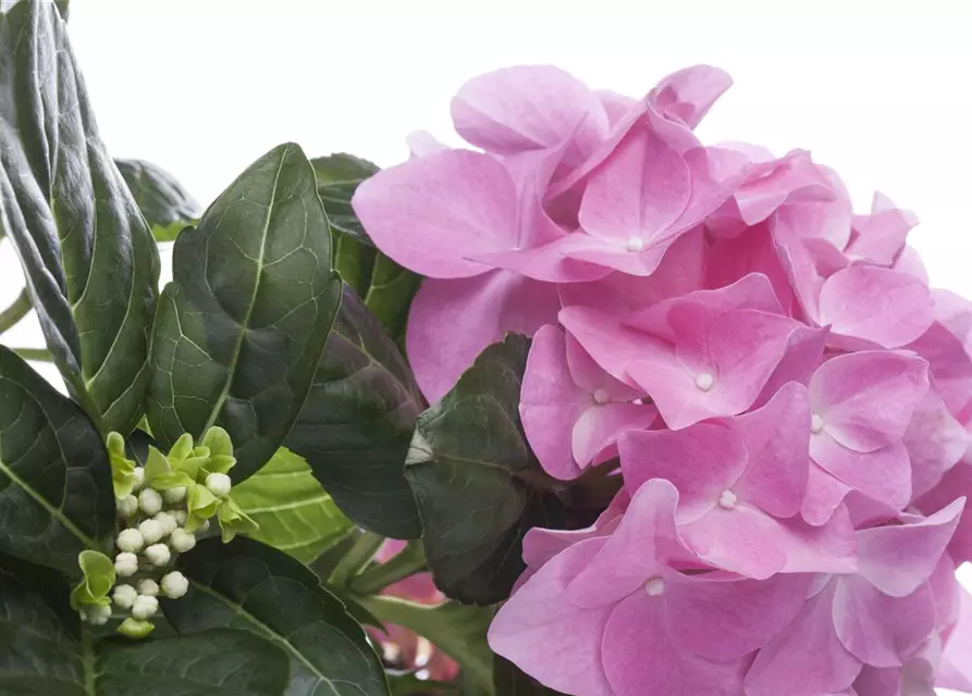 Hydrangea macrophylla, rosa