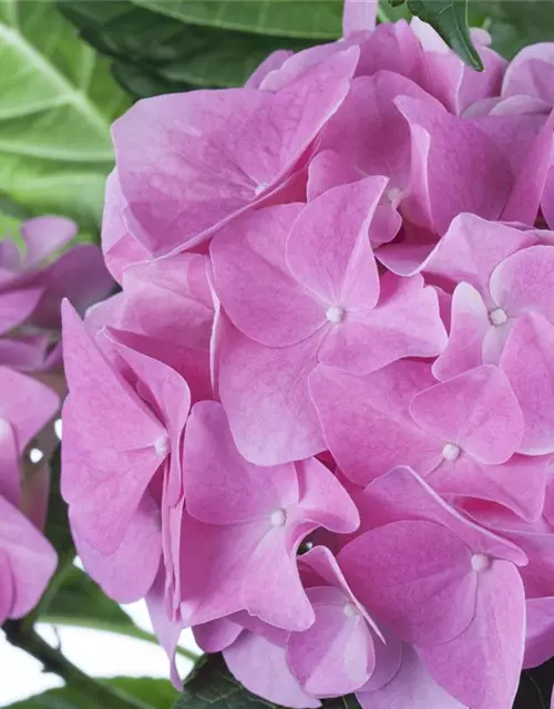 Hydrangea macrophylla, rosa