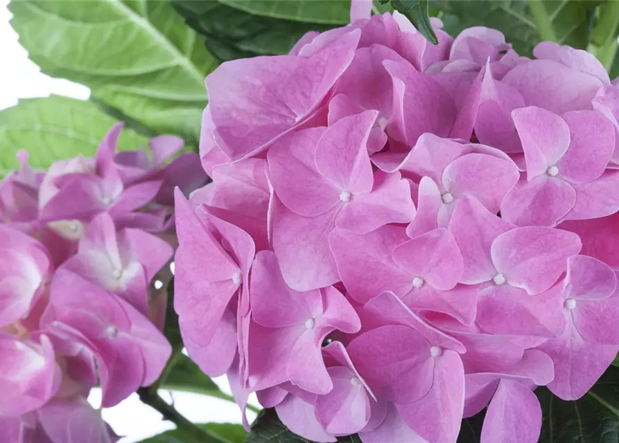 Hydrangea macrophylla, rosa