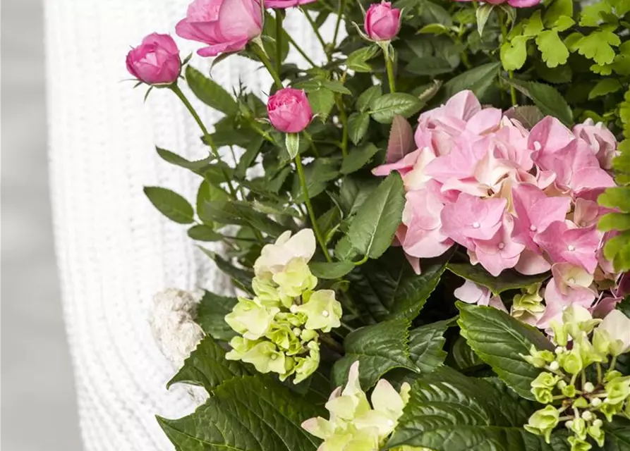 Hydrangea macrophylla, rosa