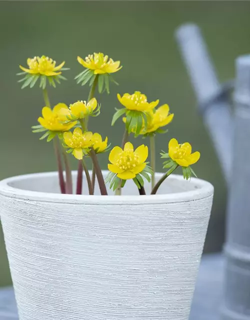 Eranthis hyemalis