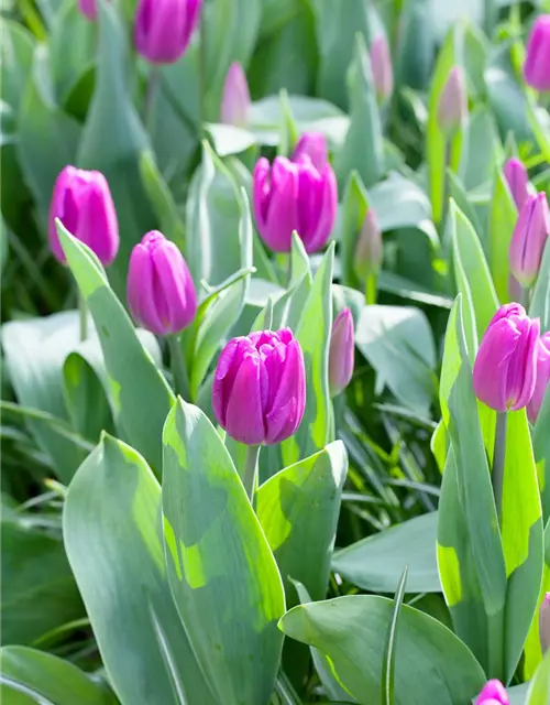 Tulpe 'Purple Flag'