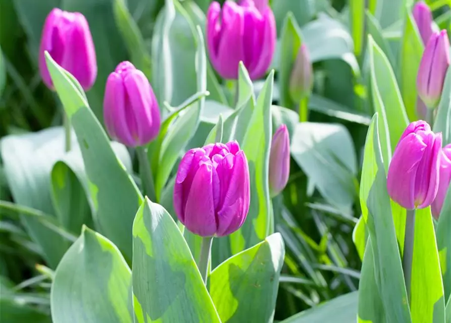 Tulpe 'Purple Flag'