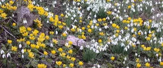 Vergessene Blumenzwiebeln im Frühjahr setzen