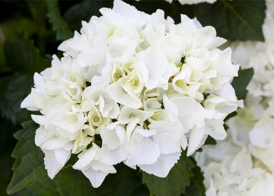 Hydrangea macrophylla, weiß