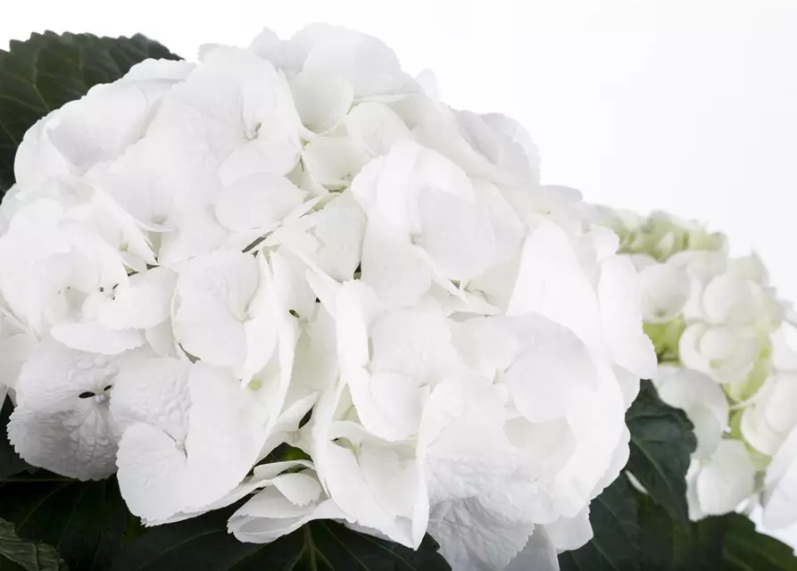 Hydrangea macrophylla, weiß