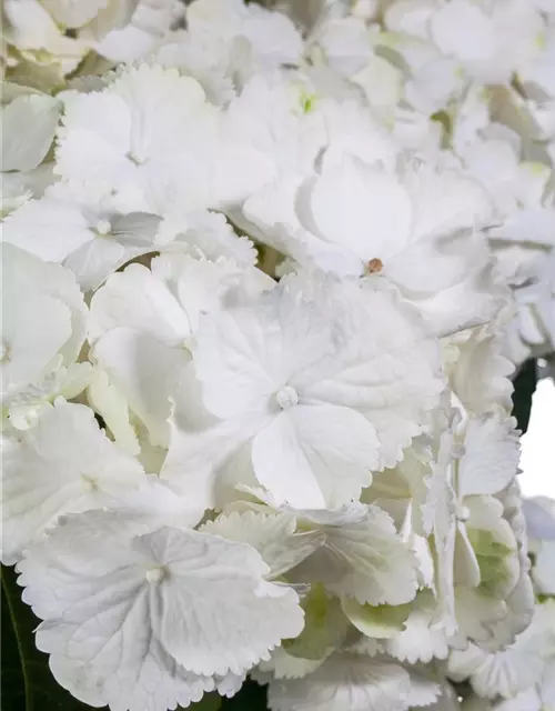 Hydrangea macrophylla, weiß