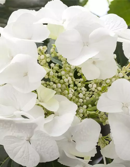 Hydrangea macrophylla, weiß