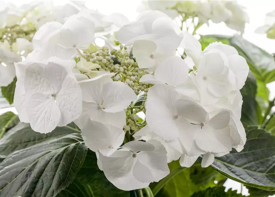 Hydrangea macrophylla, weiß