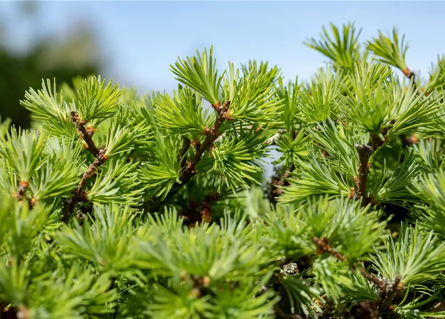 Larix decidua