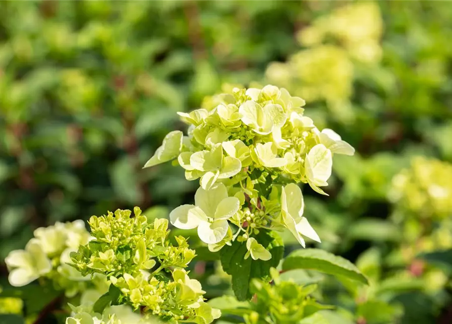 Hydrangea paniculata