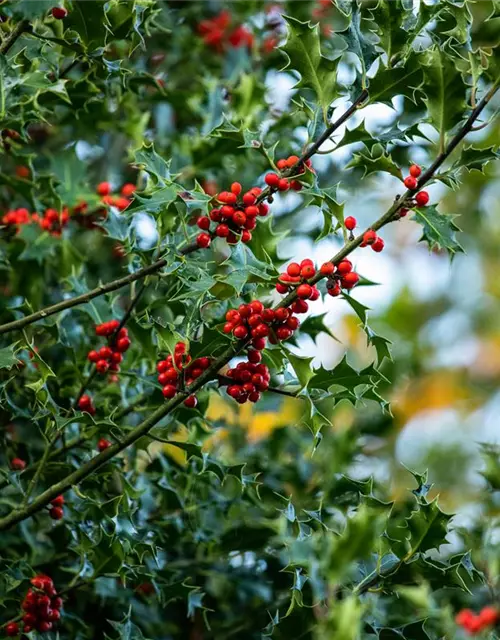 Ilex aquifolium