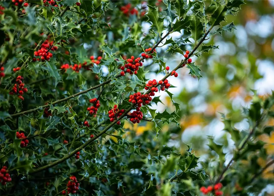 Ilex aquifolium