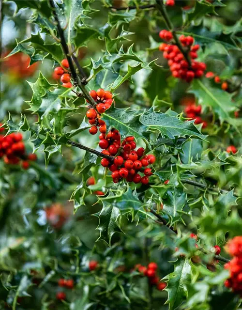 Ilex aquifolium