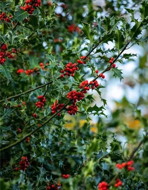 Ilex aquifolium