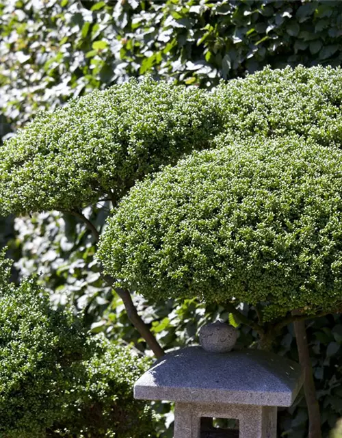 Ilex crenata