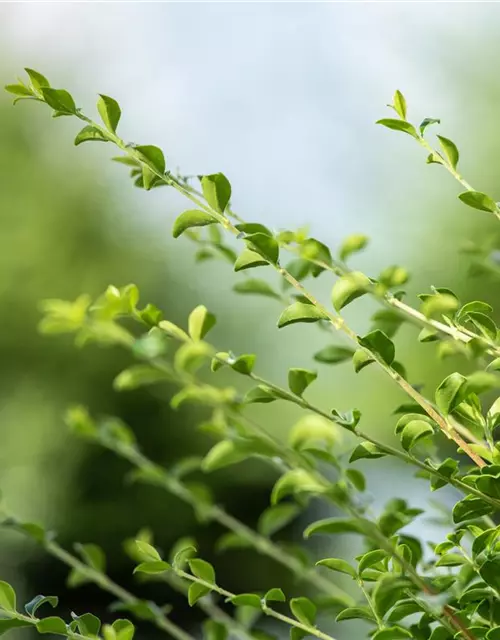 Ilex crenata