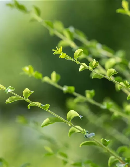 Ilex crenata