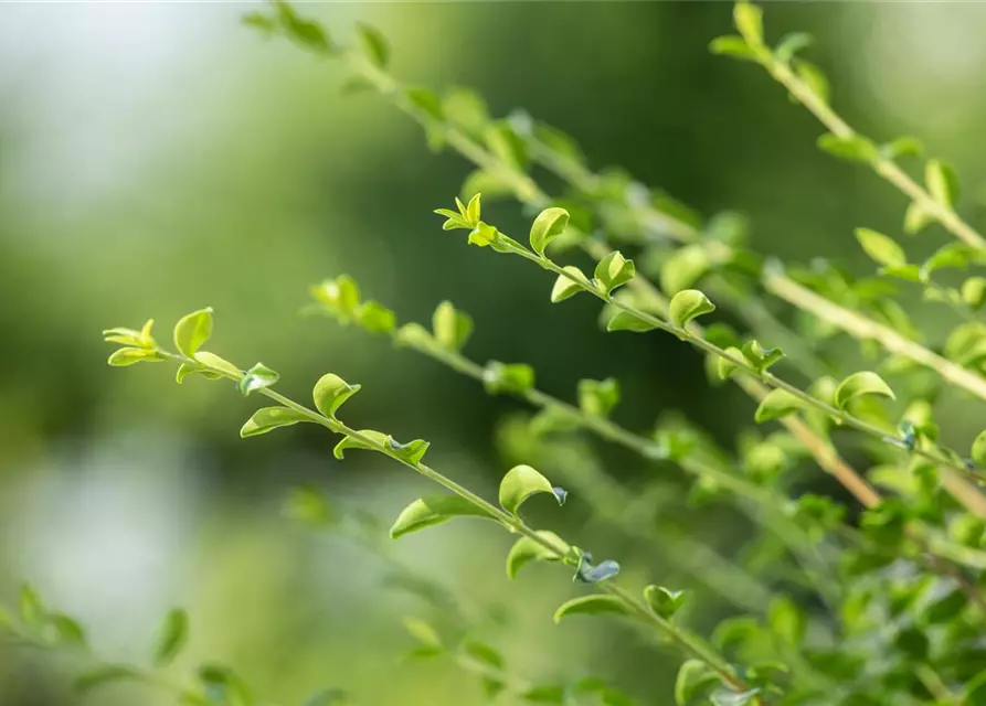 Ilex crenata