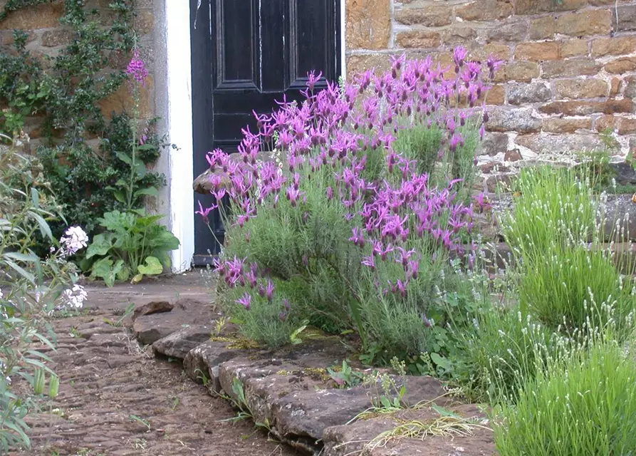 Lavandula stoechas, rosa