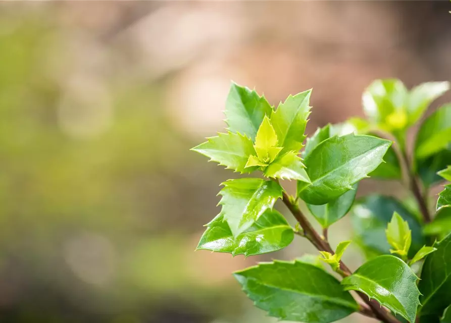 Ilex meserveae