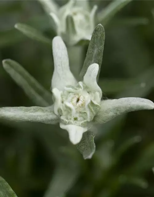 Leontopodium alpinum