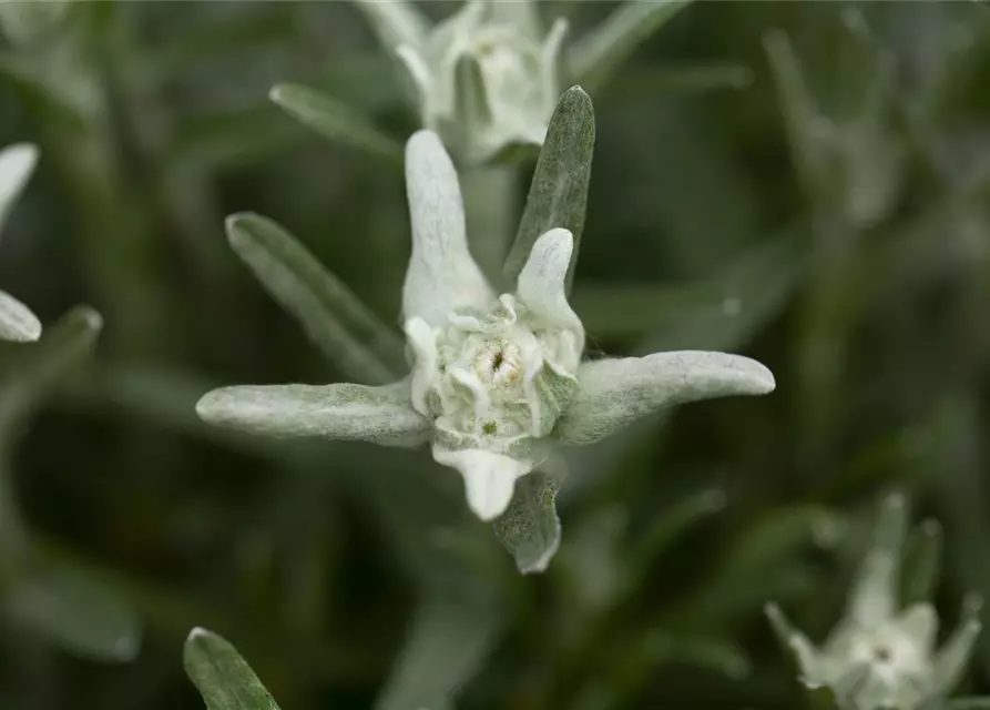 Leontopodium alpinum