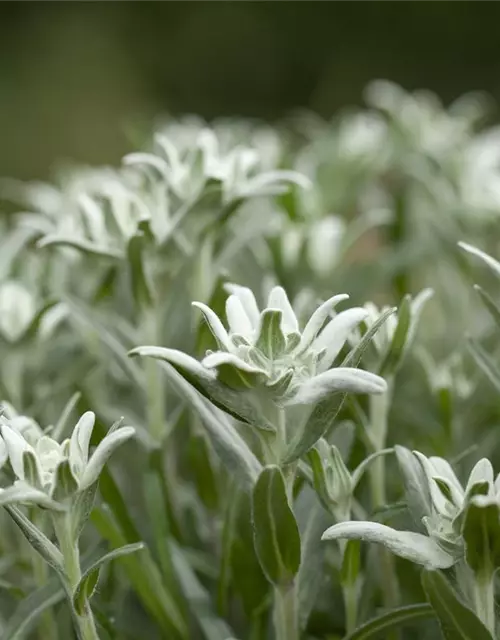 Leontopodium alpinum