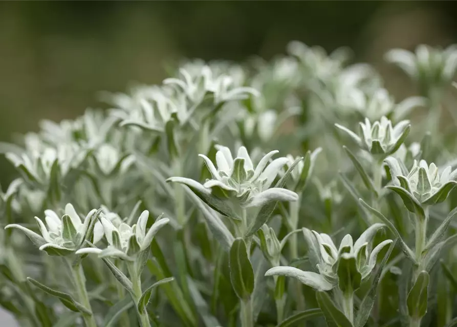 Leontopodium alpinum