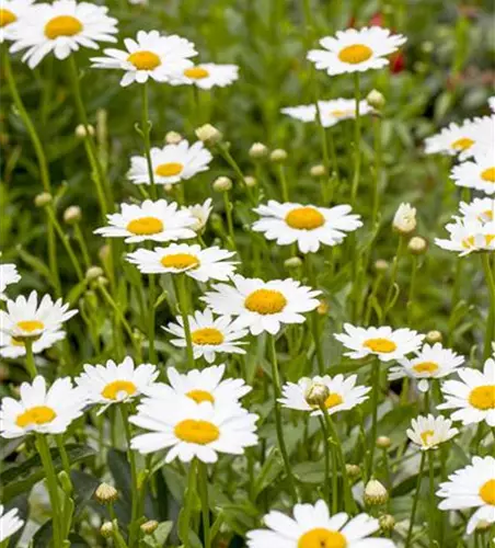 Leucanthemum x superbum