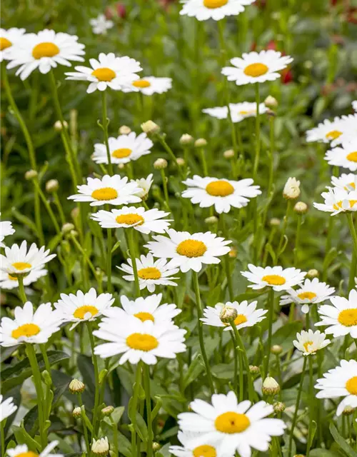 Leucanthemum x superbum