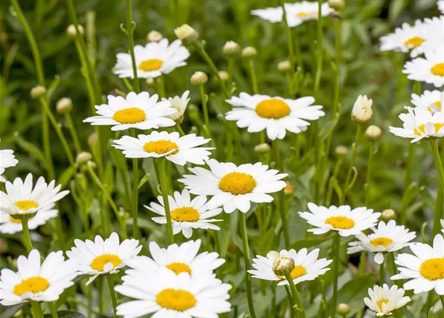 Leucanthemum x superbum