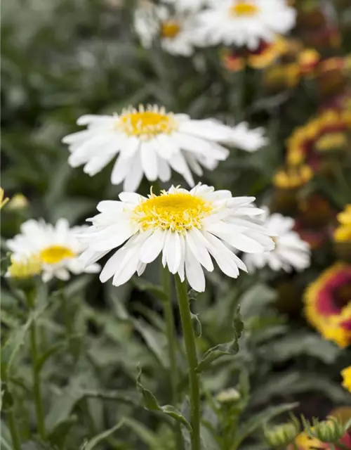 Leucanthemum x superbum