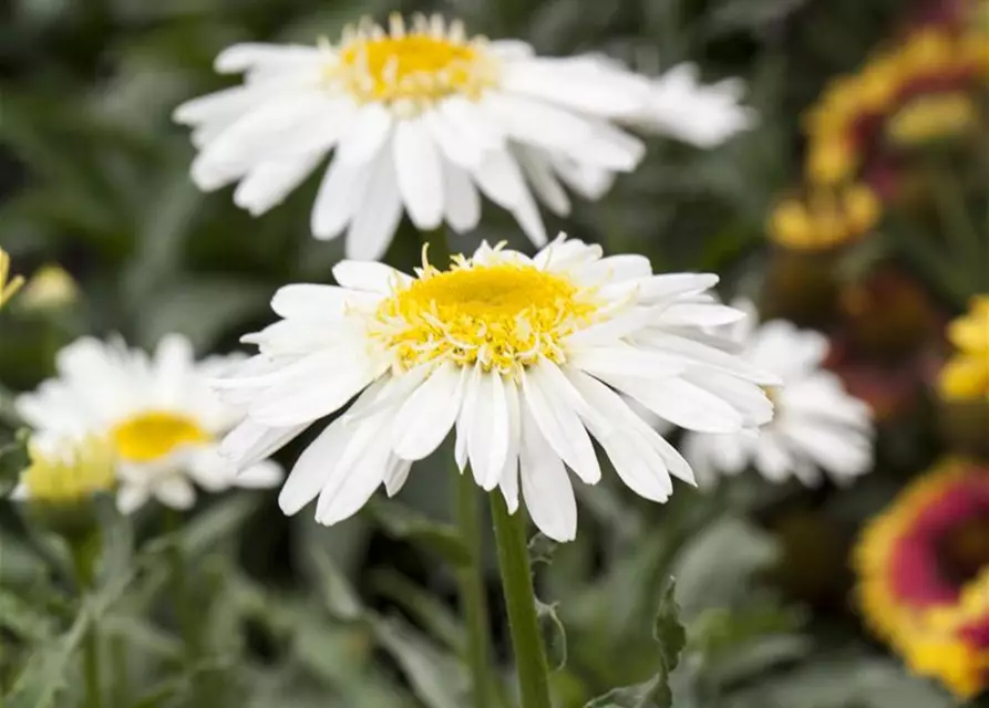 Leucanthemum x superbum