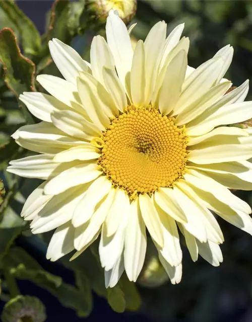 Leucanthemum x superbum