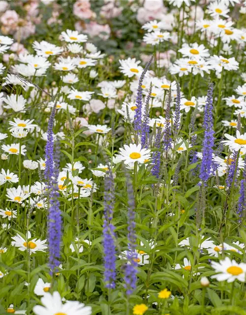 Leucanthemum x superbum