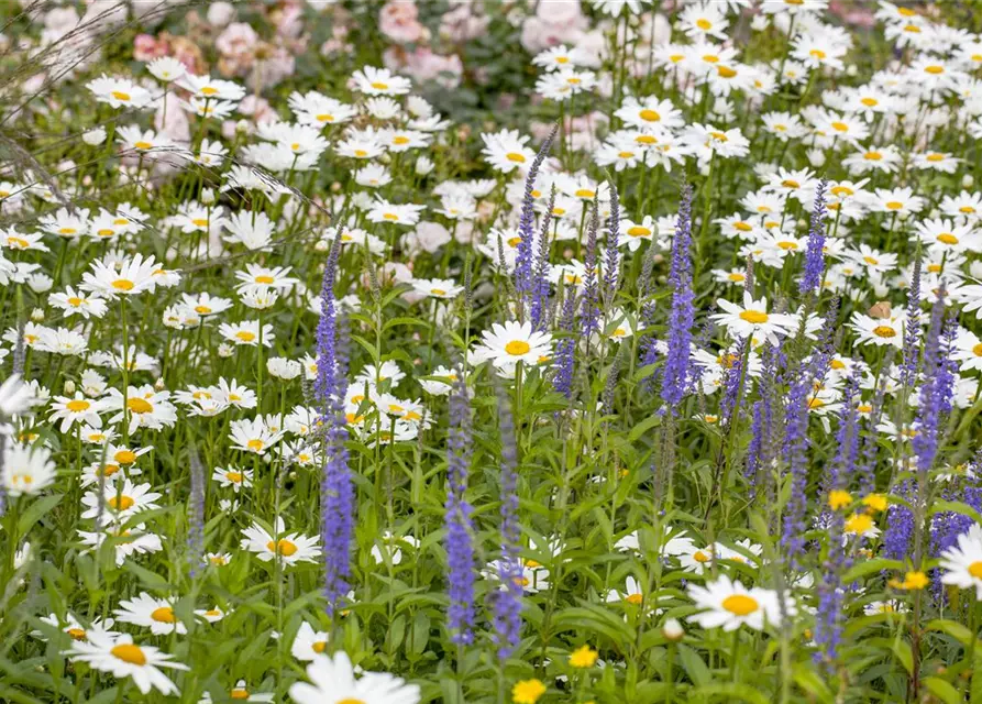 Leucanthemum x superbum