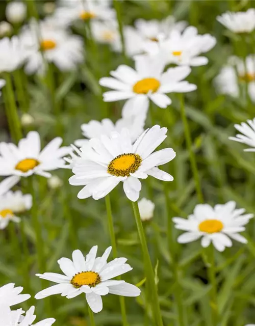 Leucanthemum x superbum