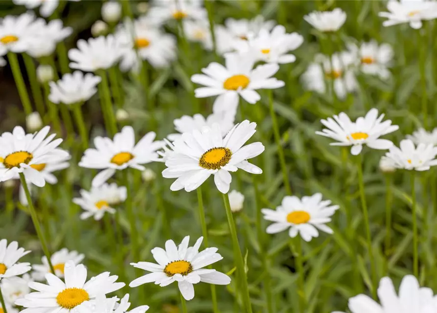 Leucanthemum x superbum