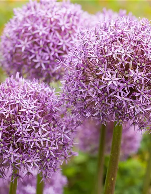 Zierlauch Allium 'Ostara' 