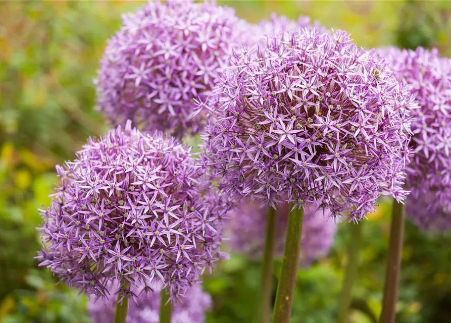 Zierlauch Allium 'Ostara' 