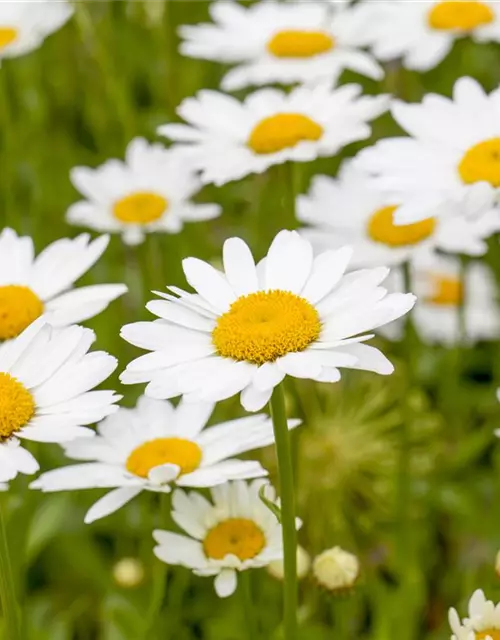 Leucanthemum x superbum